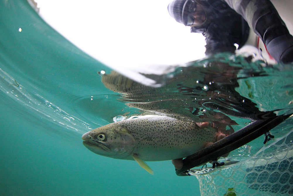 Puget Sound | Sea Run Cutthroat – Emerald Water Anglers