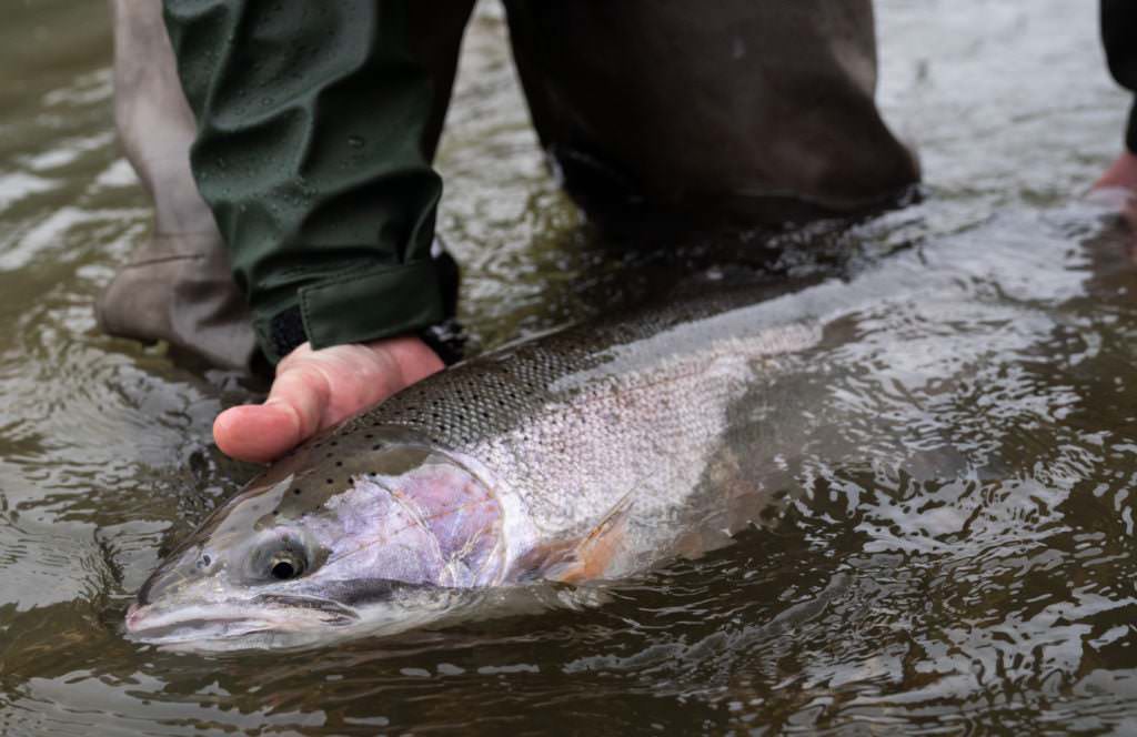 Oregon Fly Fishing Guide School - Trout - Steelhead -Salmon #1 The