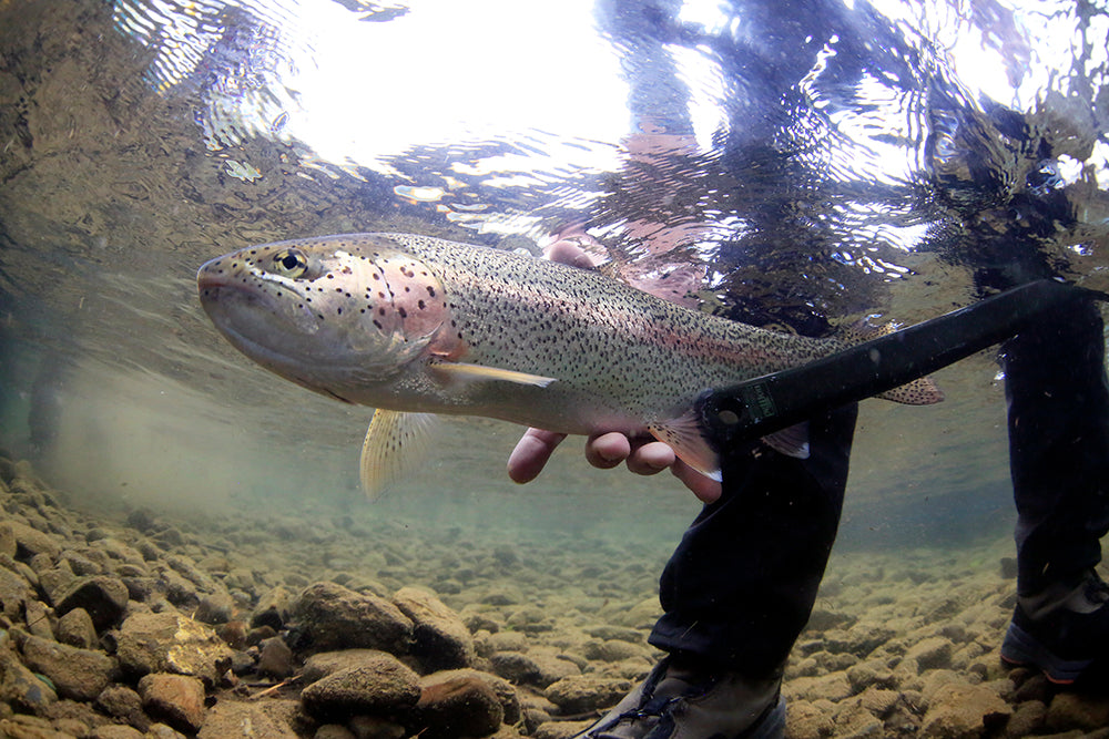 Seattle Fly Fishing Report | July 23, 2022 | Mid Summer??