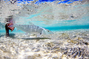 Cayo Francis | Belize