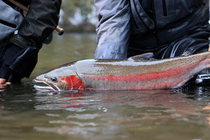 Seattle Fly Fishing Report | November 9, 2024 | Snoqualmie Open!