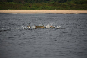 Nicaragua | Tarpon - Jack