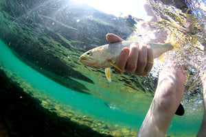 Seattle Fly Fishing Report | September 17, 2025 | Surface Fly September