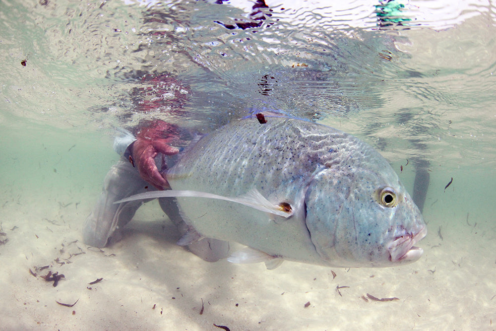 Fanning Island | Bonefish - GT