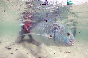 Fanning Island | Bonefish - GT