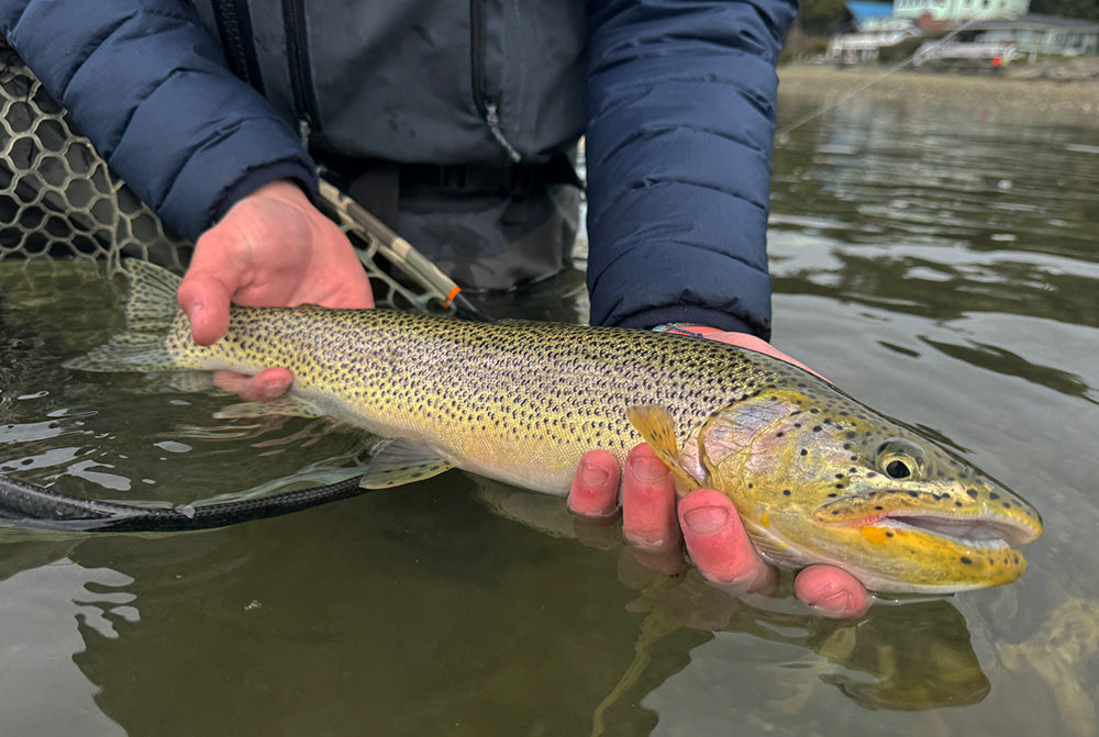 Seattle Fly Fishing Report | February 29, 2024 | No Brown Trout in Puget Sound