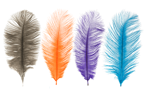 MFC | Barred Ostrich Plume