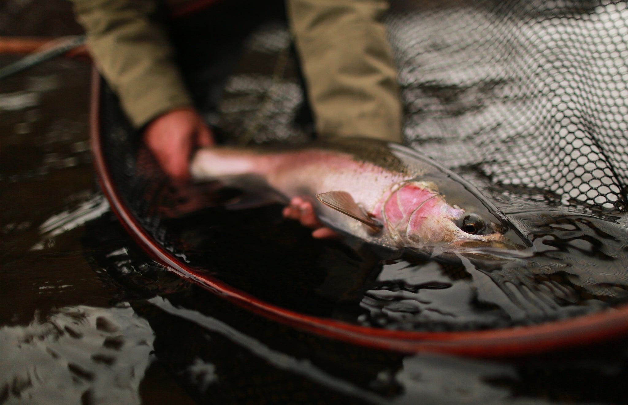 everett fish accessories Catch More Fish Trout West Spinning Kit and the tackle box features a built Emerald Water Anglers: Seattle Fly