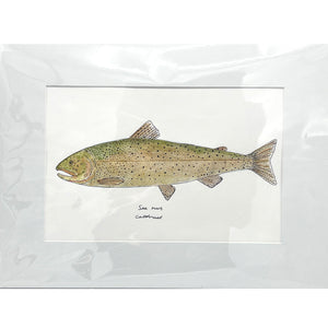 Art | Joseph Marsh Watercolor - Sea Run Cutthroat