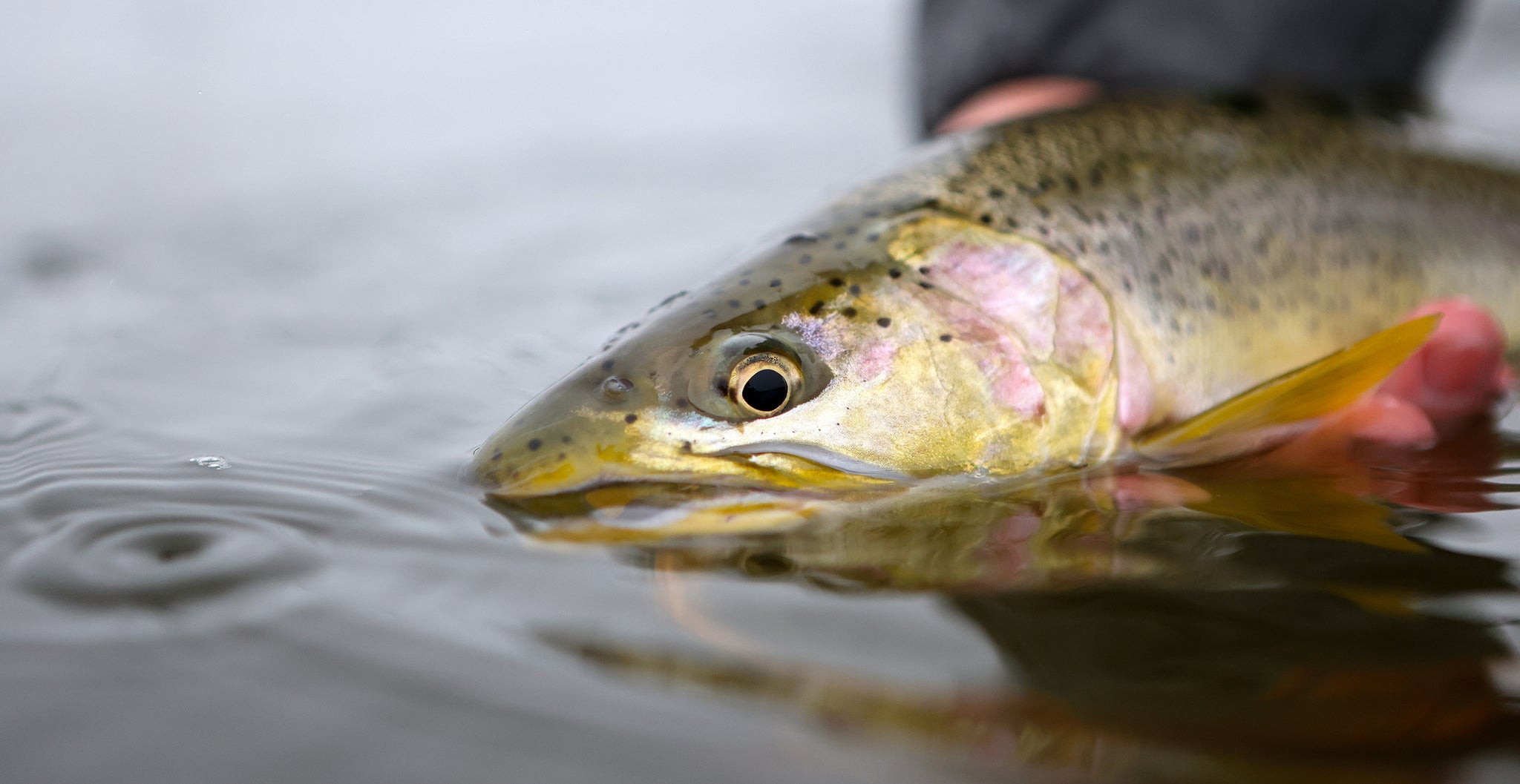 Emerald Water Anglers photo 5
